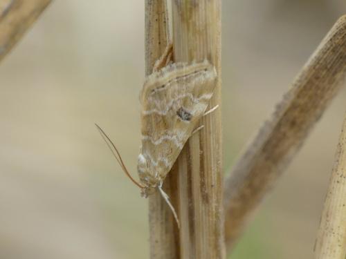 Réf. 312 779 : Hellula undalis